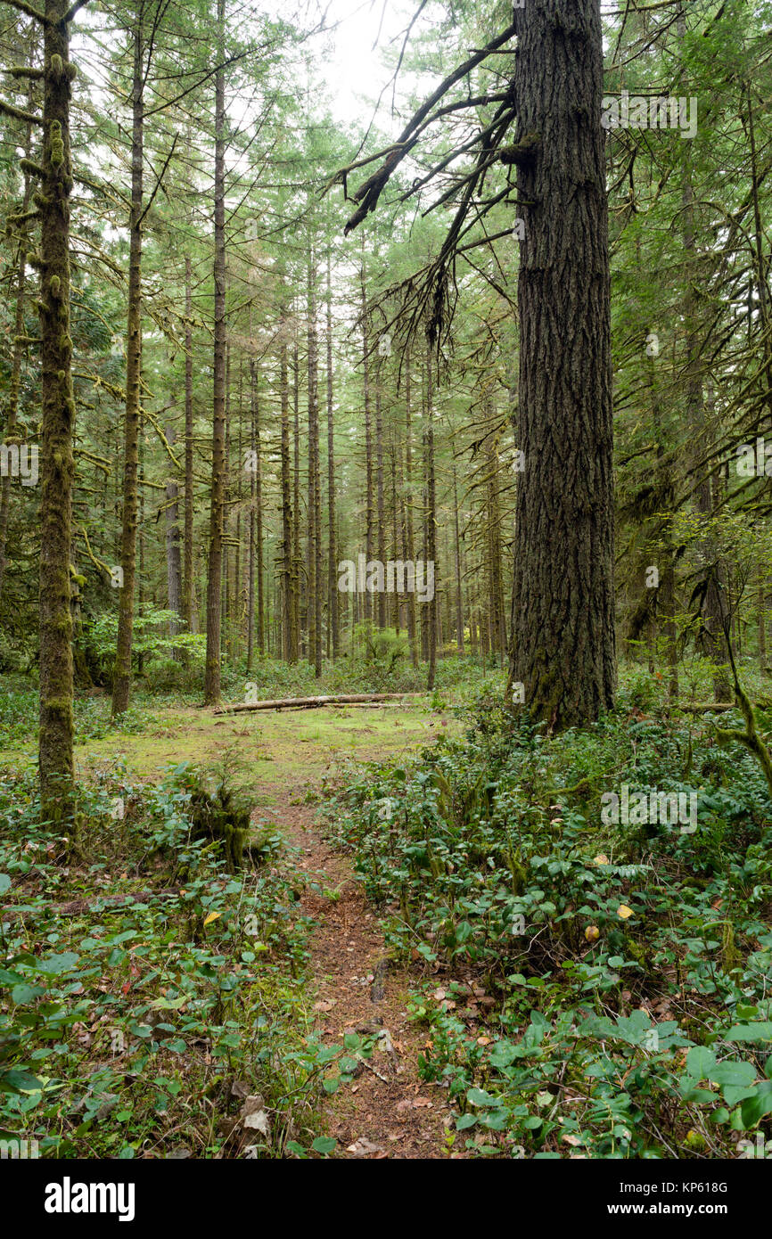 Sentier forestier zone boisée du Parc Régional d'Oxbow Oregon Banque D'Images