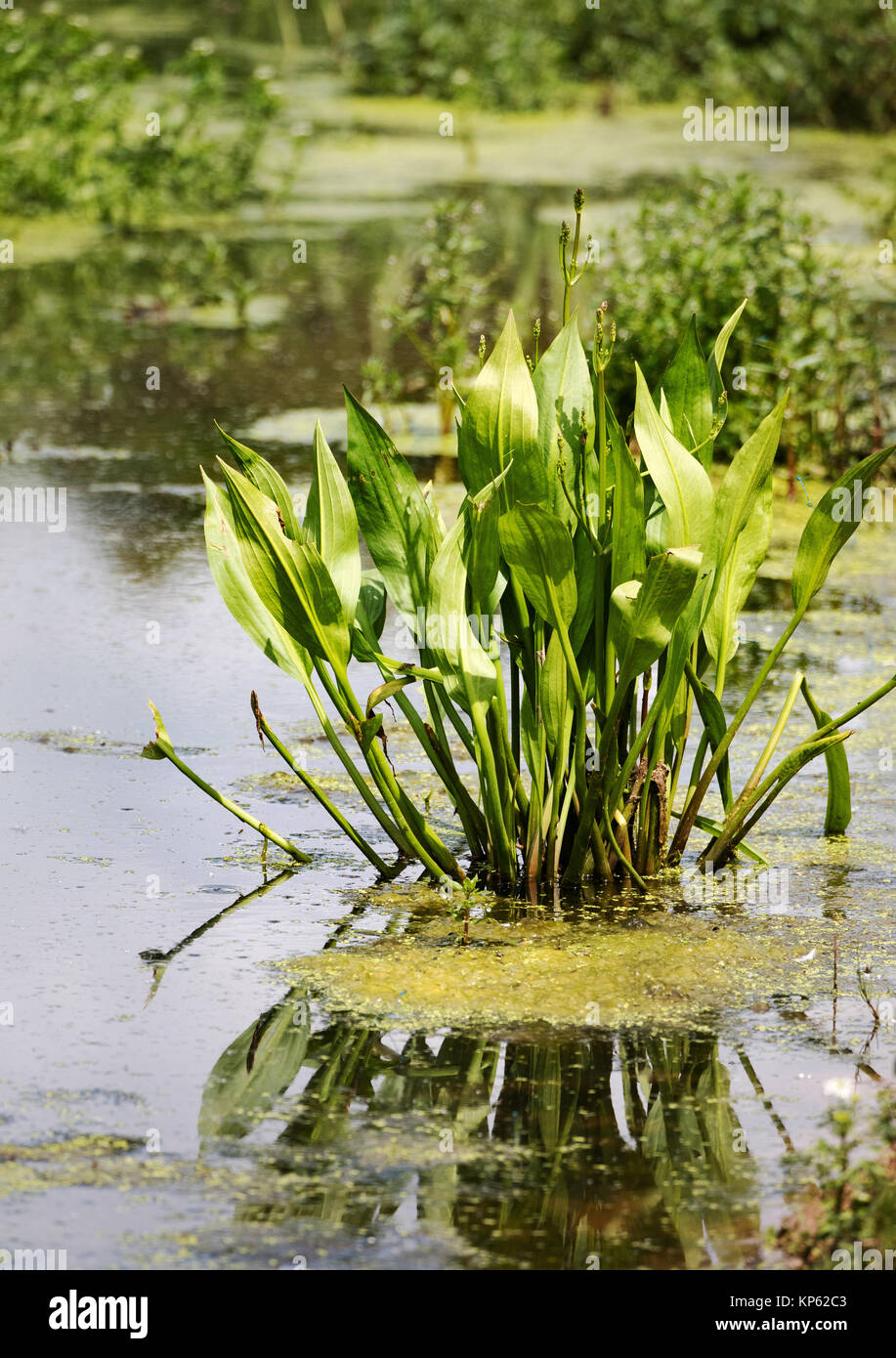 Plante vigoureuse de l'eau commune (Alisma plantago aquatica plantain) dans les eaux peu profondes du Somersetshire Coal Canal désaffecté dans East Somerset Banque D'Images