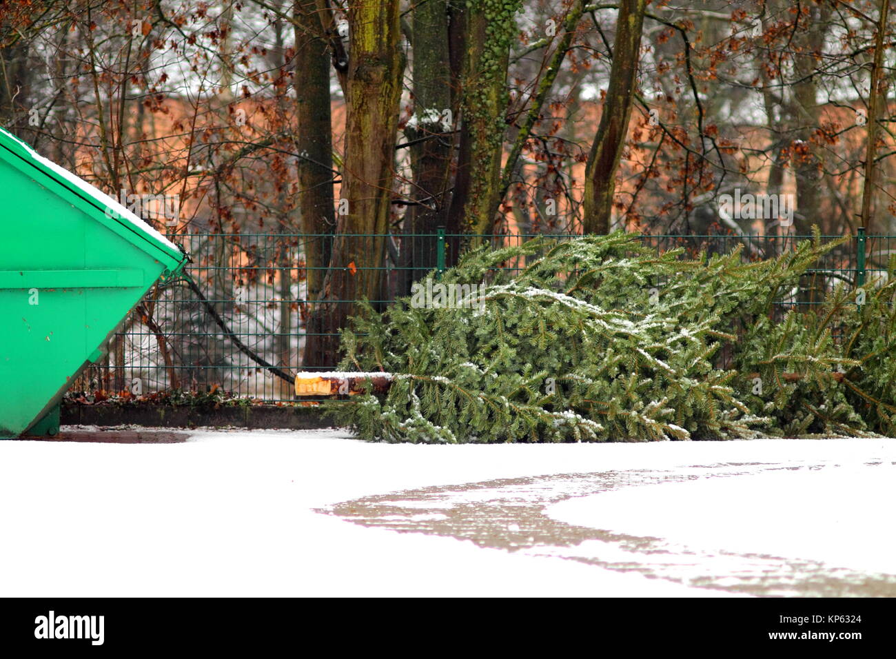 Le recyclage des cônes de l'arbre à feuilles persistantes. Banque D'Images