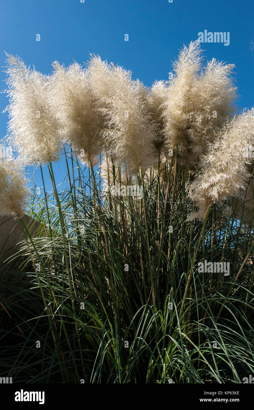 Cortaderia selloana, communément appelé l'herbe de la pampa : plante originaire du sud de l'Amérique du Sud dont les inflorescences ressemblent à des plumes Banque D'Images