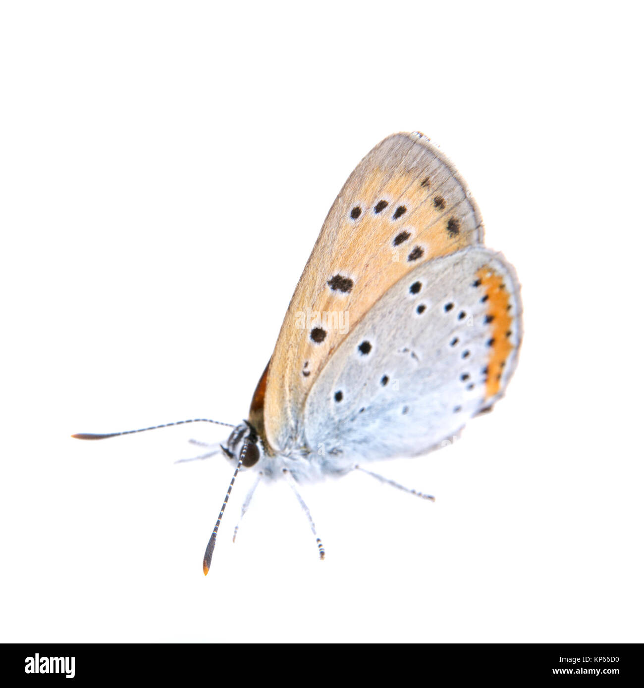 Papillon de couleur assis sur le fond blanc Banque D'Images