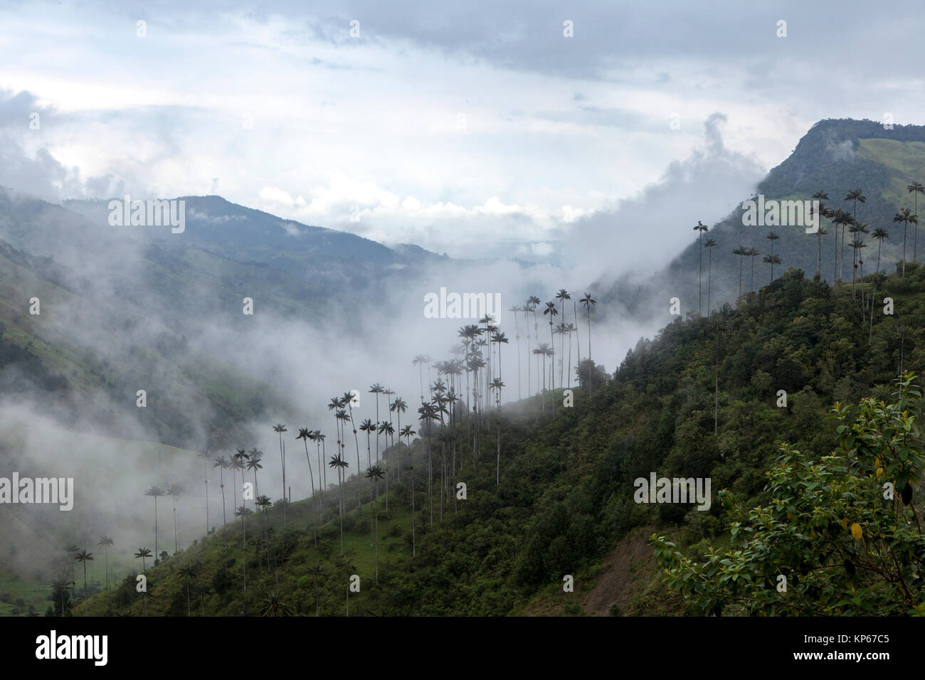 La vallée de Cocora de Colombie Banque D'Images