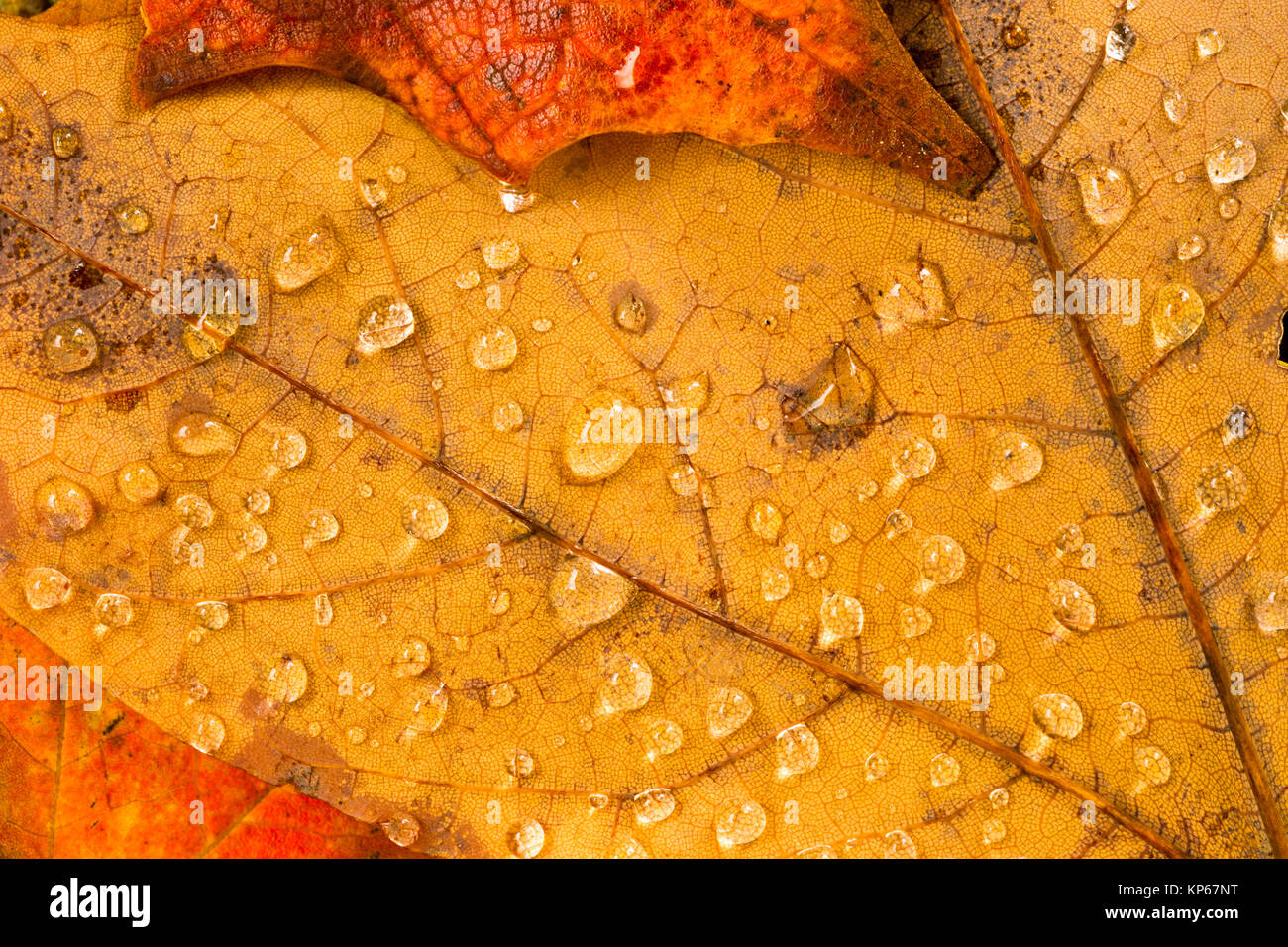 Laisse tombé au sol de la saison automne hiver Nature Changer gouttes de rosée Banque D'Images