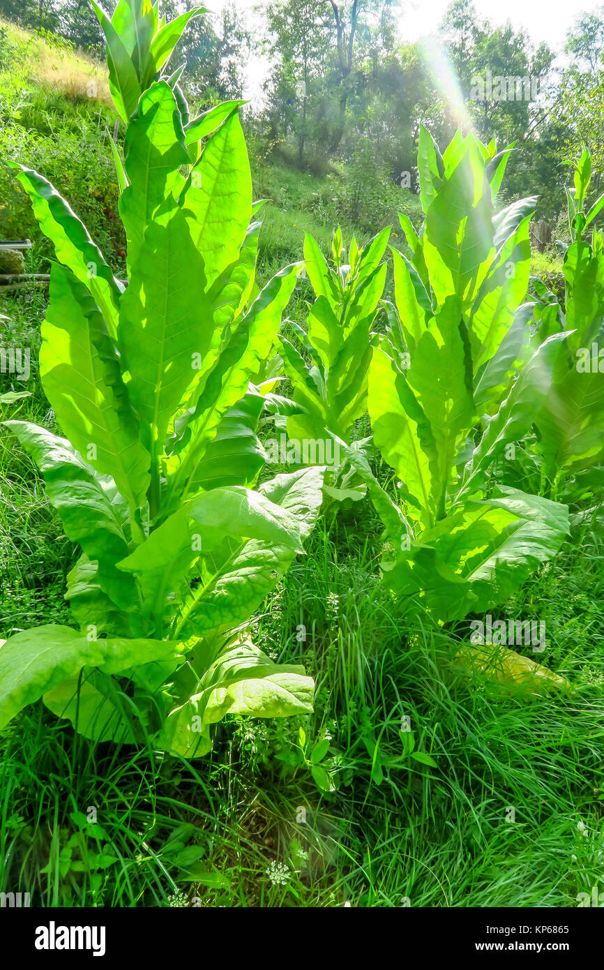 PLANTATION DE TABAC Banque D'Images