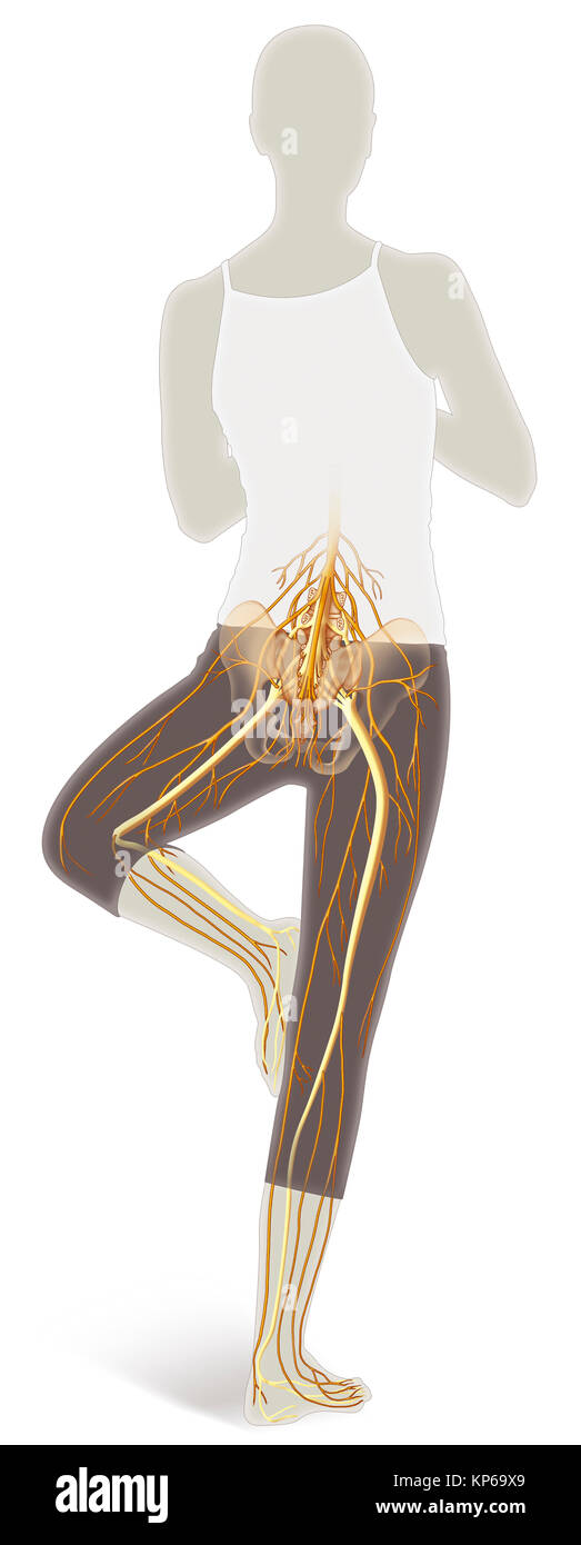 Nerf du membre inférieur, ILLUSTRATION Banque D'Images