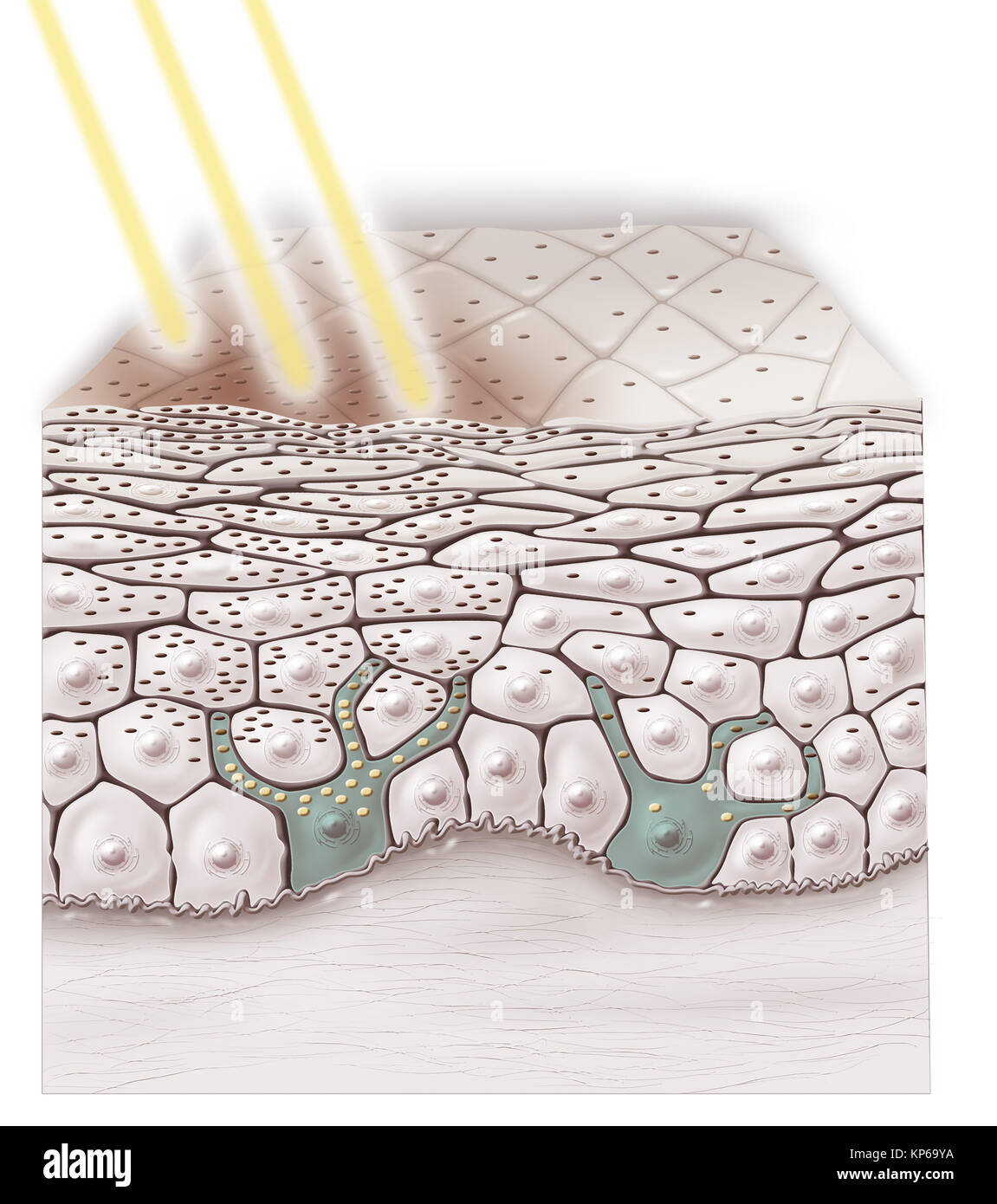 ILLUSTRATION DE BRONZAGE Banque D'Images