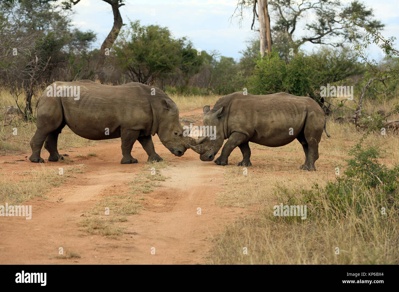 Le Parc National de Kruger. Le rhinocéros blanc (Ceratotherium simum) paire. L'Afrique du Sud. Banque D'Images