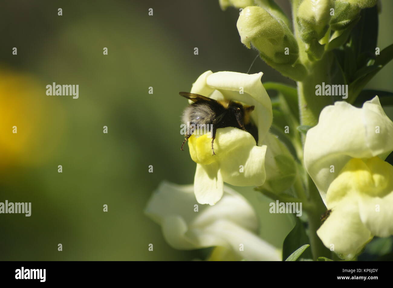 Â bumblebee on flower Banque D'Images