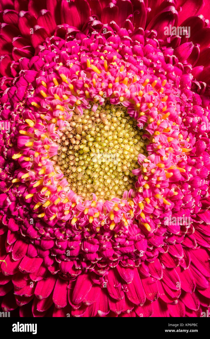 Belle fleur gerbera rouge, Close up Banque D'Images