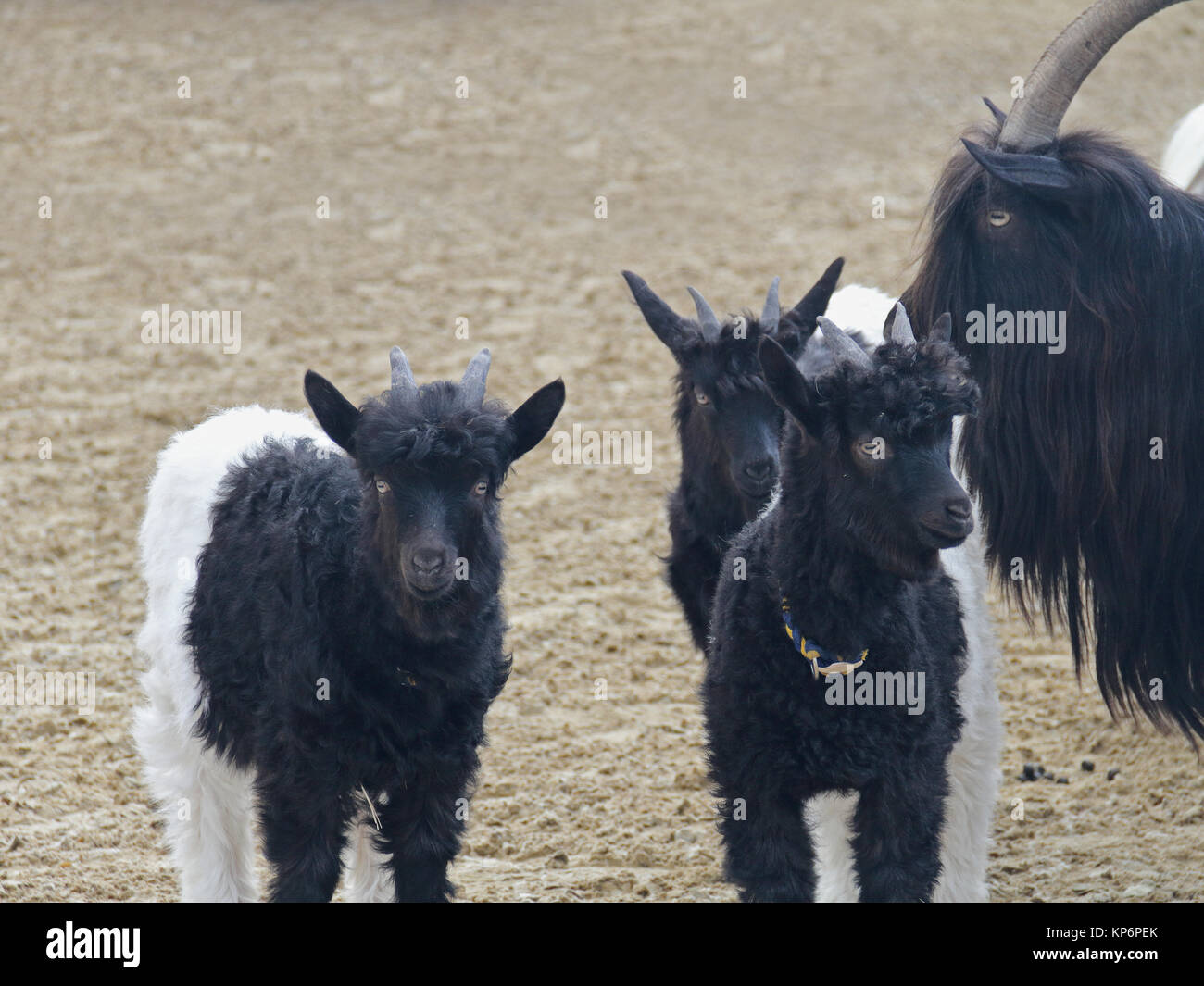 Mini lapins lop Banque D'Images