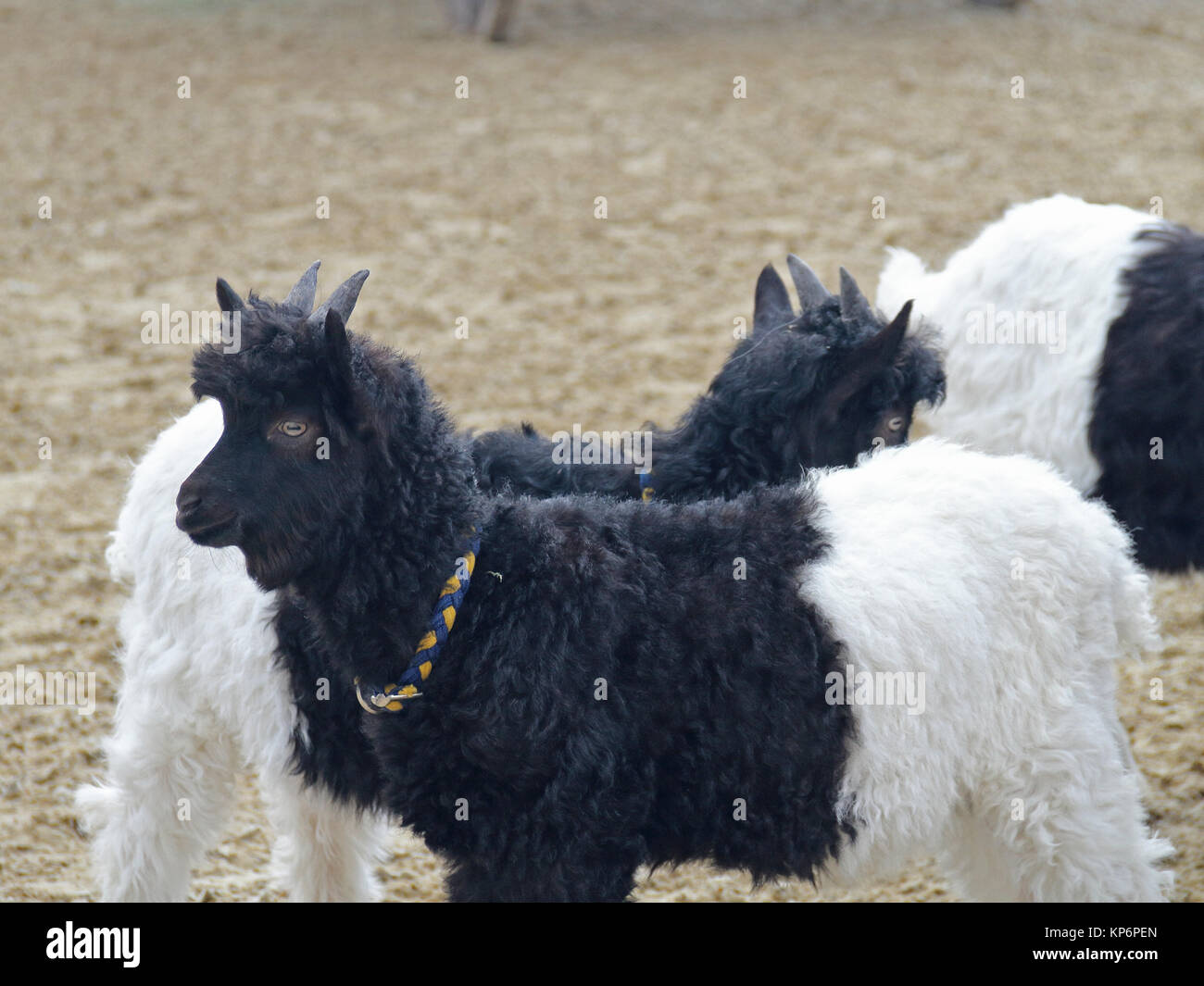 Mini lapins lop Banque D'Images