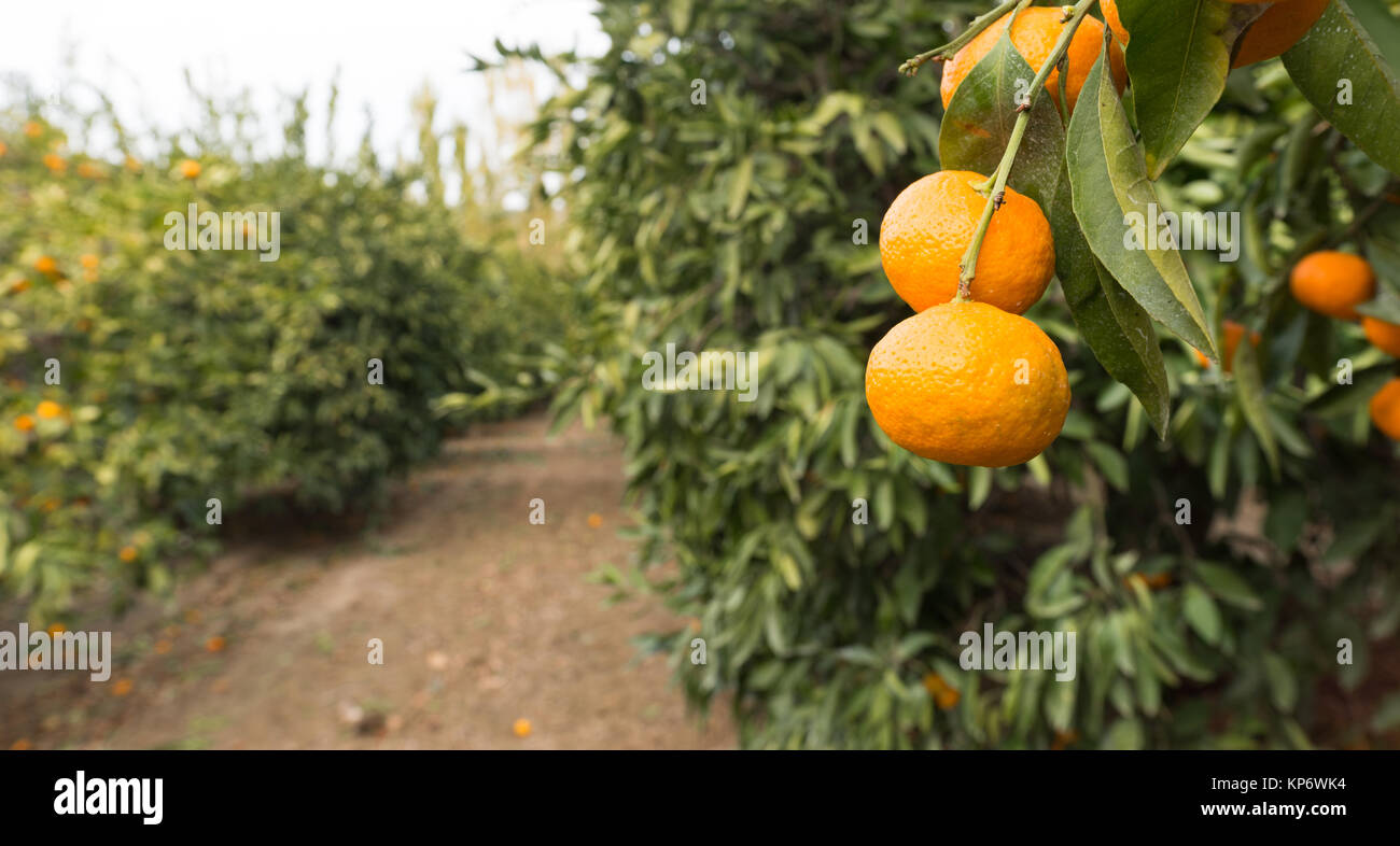 Tangerine Verger Agrumes la récolte de l'Agriculture de l'alimentation Banque D'Images