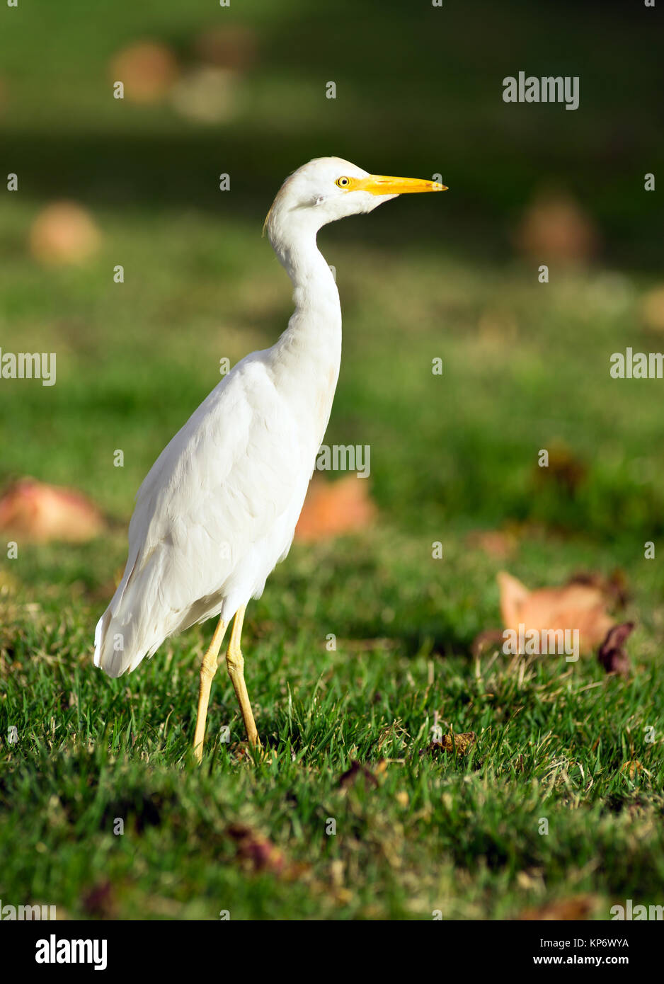 Héron garde-boeuf d'oiseaux sauvages animaux sauvages indigènes Haiwaii Oahu Banque D'Images