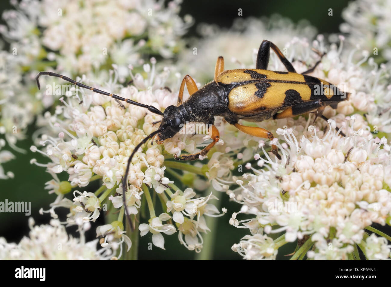 Le longicorne noir et jaune ( Rutpela maculata) sur la berce du Caucase. Dundrum, Tipperary, Irlande. Banque D'Images