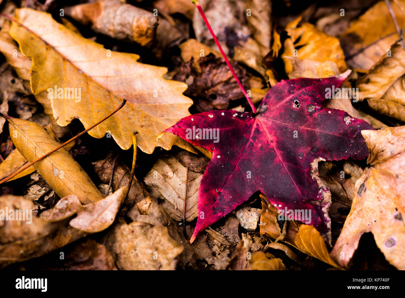 La feuille rouge se démarquer de la foule Banque D'Images