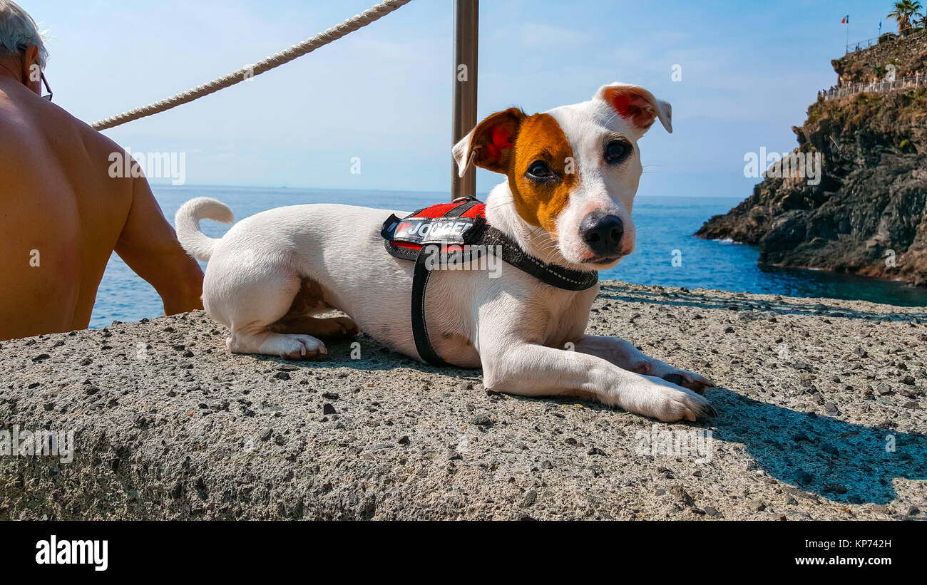 Un adorable Jack Russell Terrior avec un lifevest sur à la magnifique côte des Cinque Terre en Italie Banque D'Images