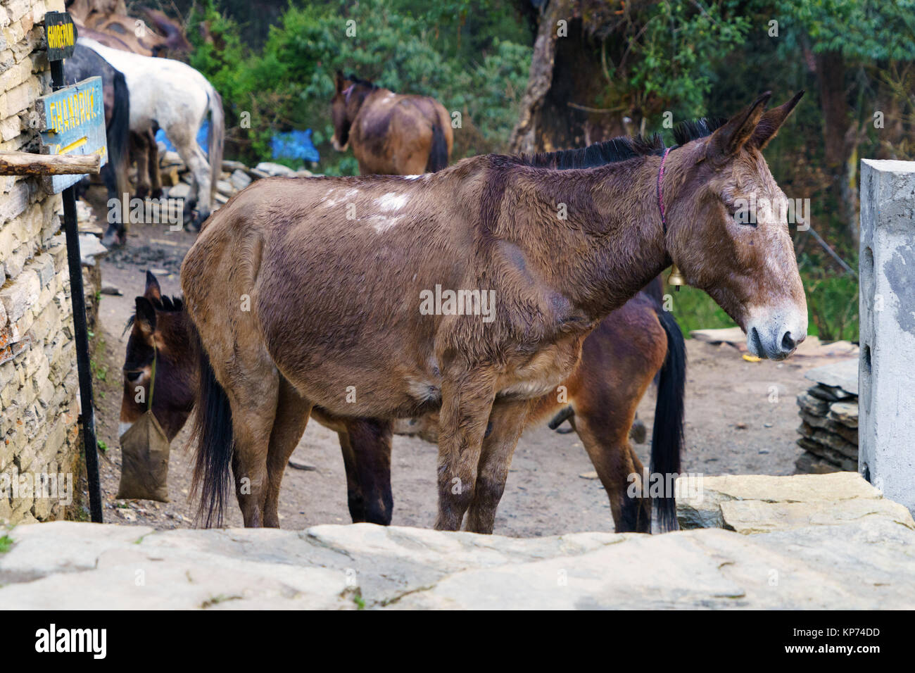 Mules de fret, de repos, de l'Annapurna Tadapani région, le Népal. Banque D'Images