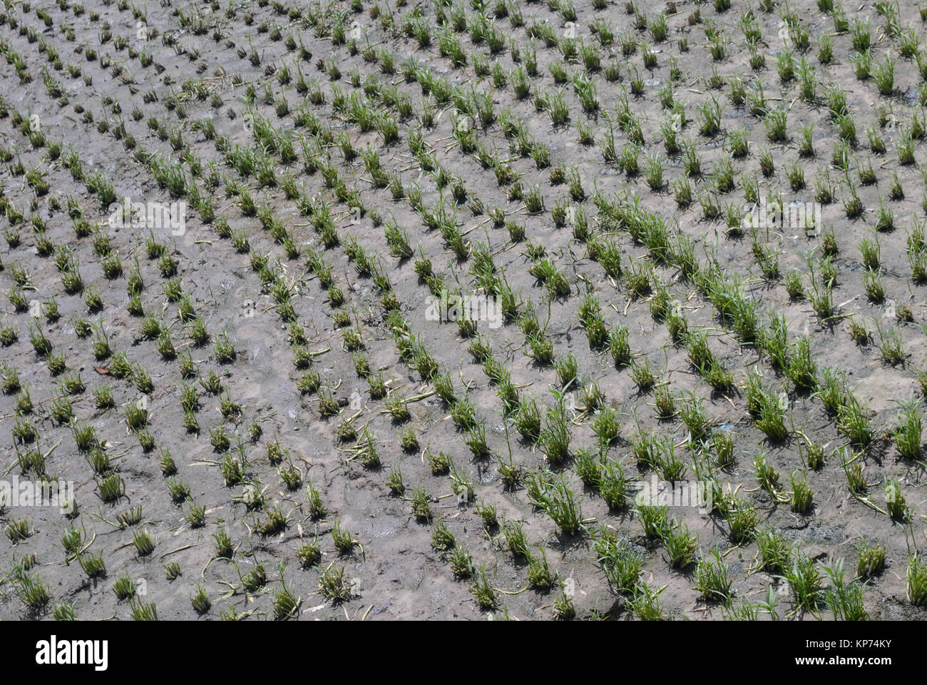 L'eau vient de réduire les épinards (ong choy) à Sanya, Hainan, China Banque D'Images