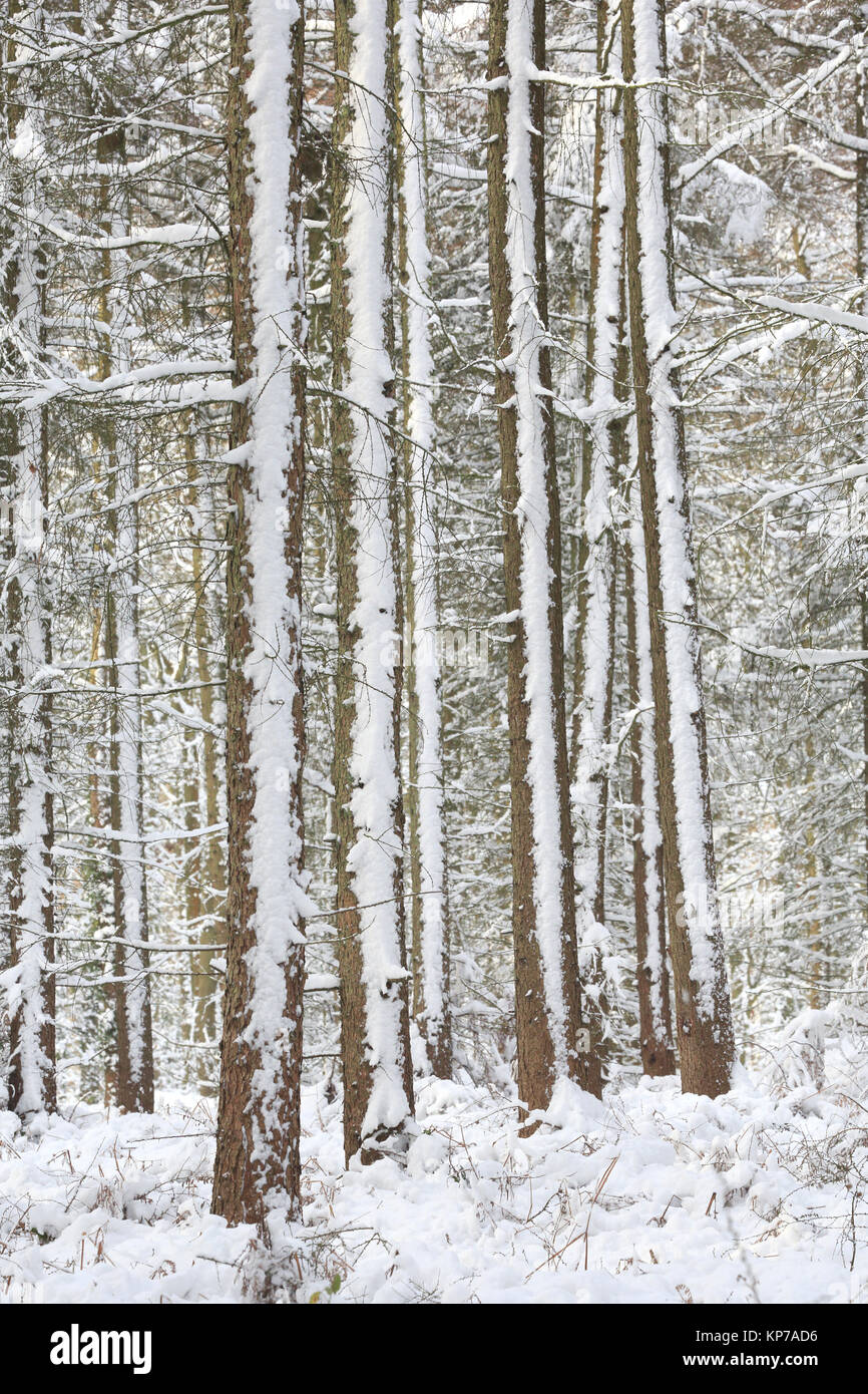 Les troncs des arbres couverts de neige dans la forêt de Dean Banque D'Images