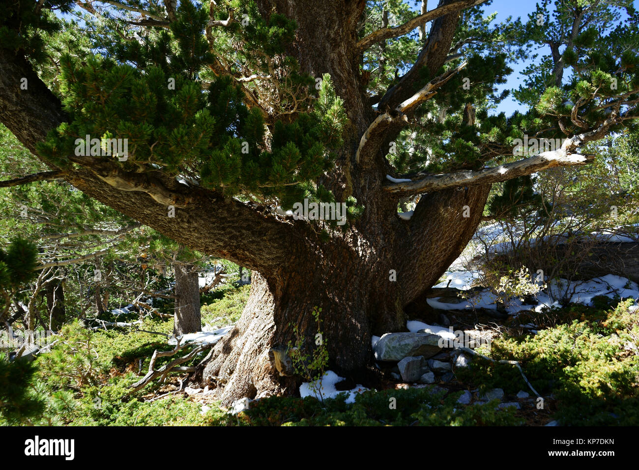 Bristlecone Pine Tree, le Parc National du Grand Bassin, Nevada, USA Banque D'Images