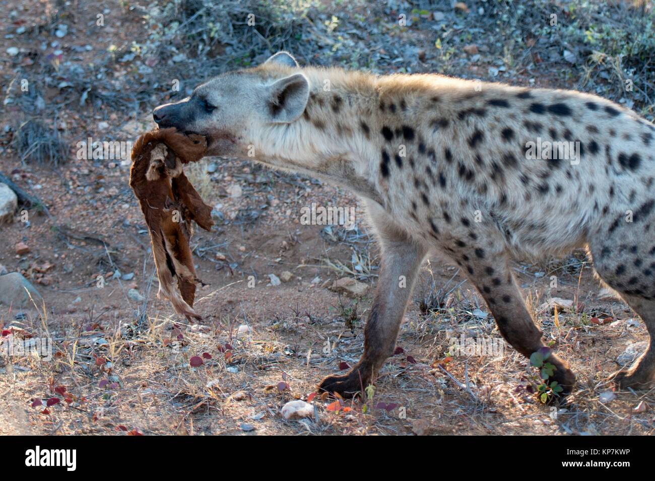 L'Hyène tachetée (Crocuta crocuta) aka hyène riant avec la peau d'antilope, Kruger National Park, Transvaal, Afrique du Sud. Banque D'Images
