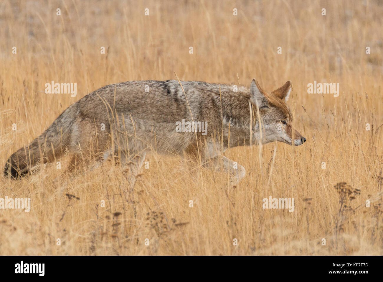 Le coyote chasse dans un champ dans le Parc National de Yellowstone. Banque D'Images