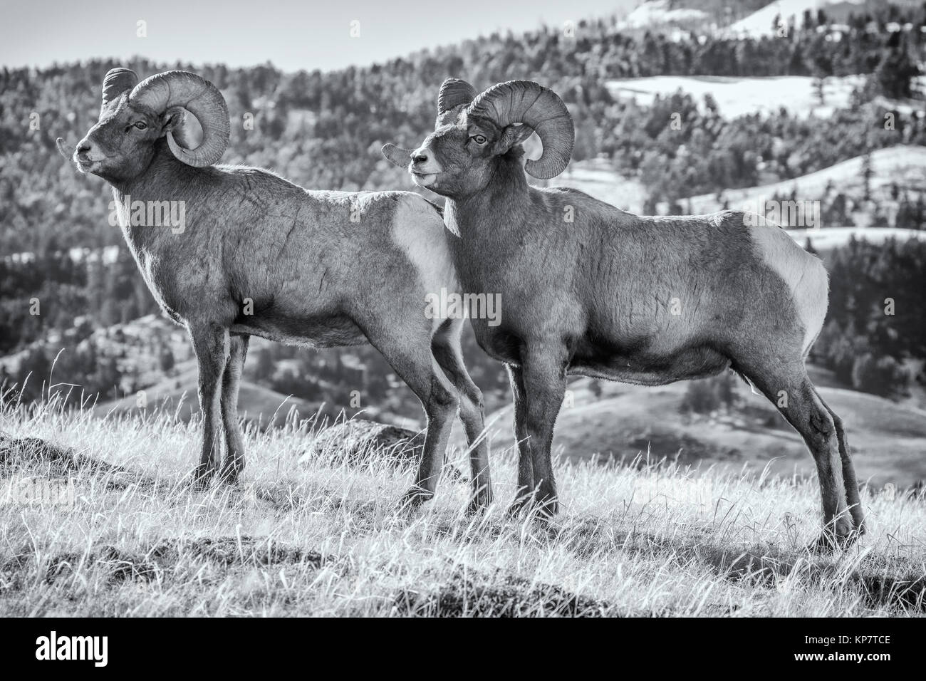 Béliers Bighorn dans le Parc National de Yellowstone. Banque D'Images