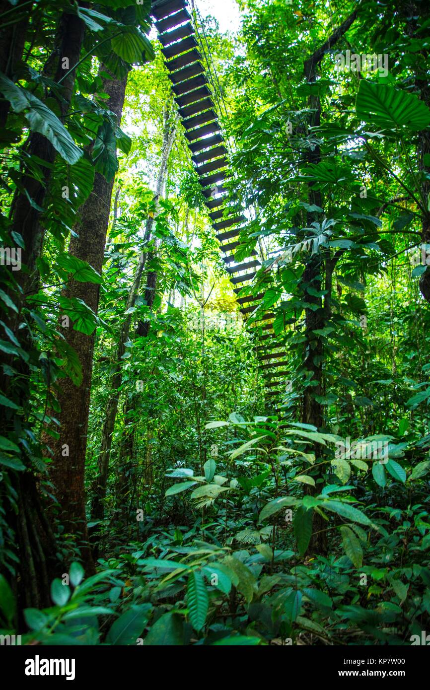Paysage de jungle. Isla Bastimentos, Bocas del Toro, PANAMA Photo Stock -  Alamy