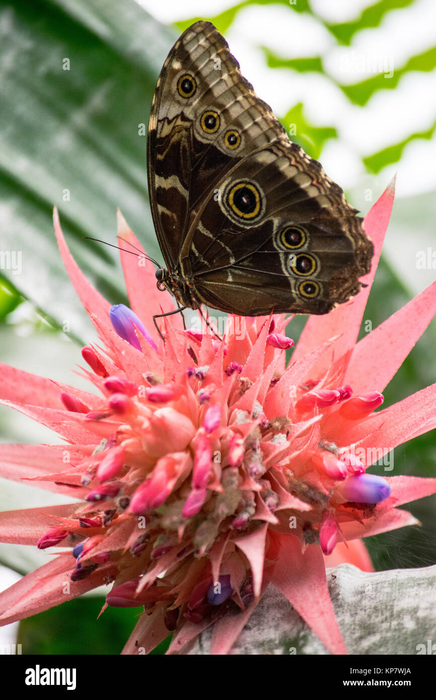 Un beau papillon du remplissage du nectar d'une fleur rose Banque D'Images