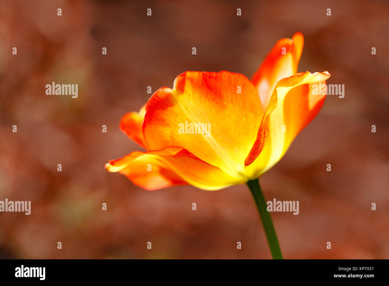 Tulip Couleur Jaune fleur unique dans jardin avec lumière brillant à travers les pétales Banque D'Images