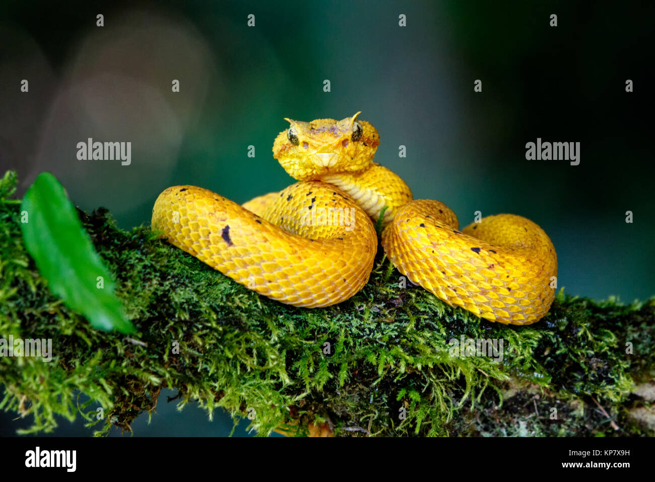 Cil jaune Viper sur Branch vous regarde dans la forêt tropicale du Costa Rica Banque D'Images