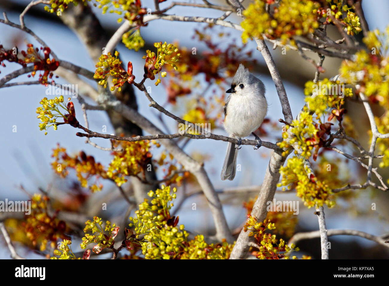 Mésange assis dans l'arbre Banque D'Images