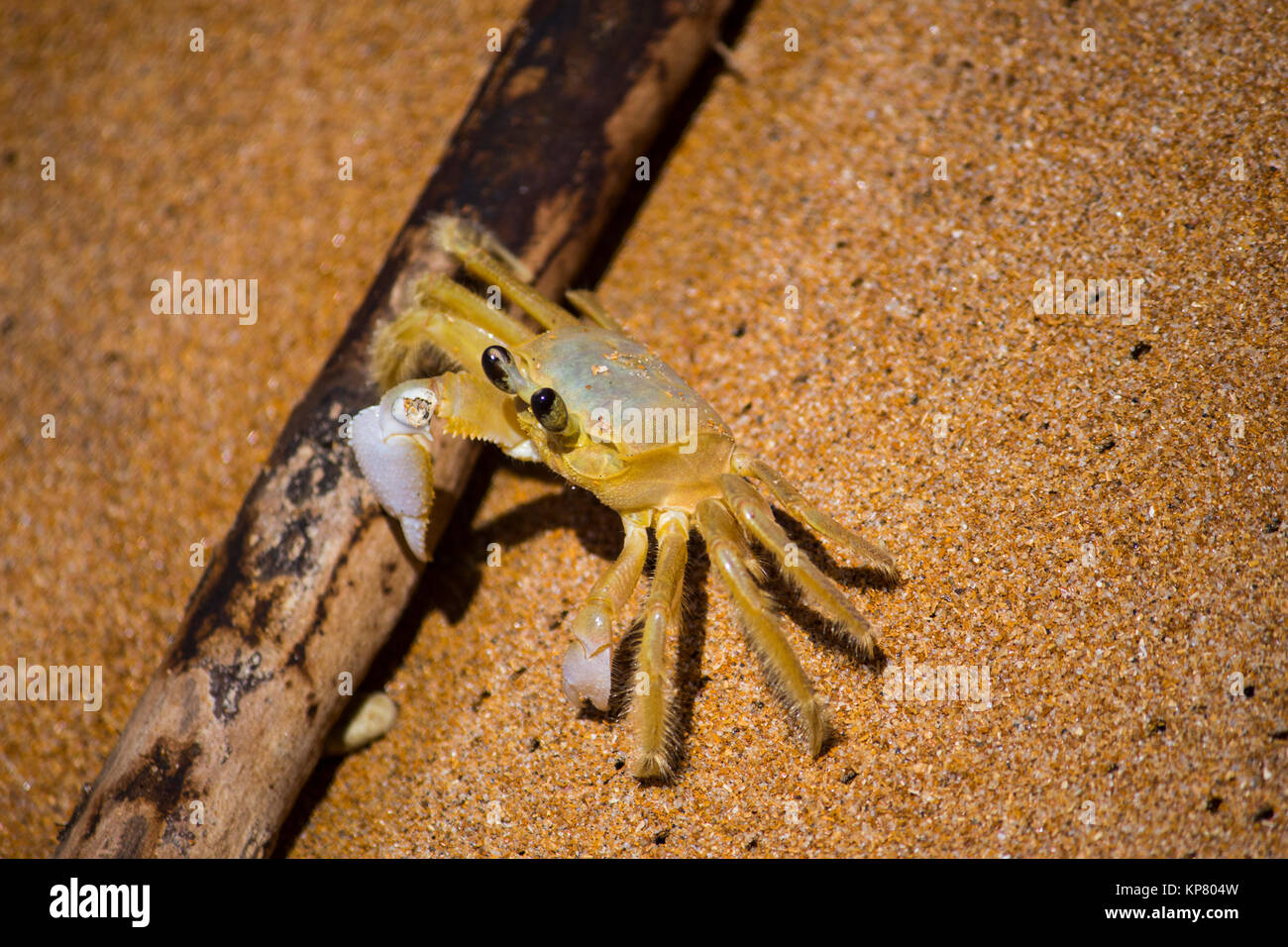Le crabe fantôme atlantique à la plage Banque D'Images