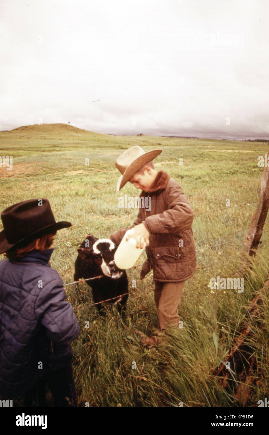 L'alimentation des veaux, 1970 l'élevage en ranch, Wyoming Ranches, Wyoming, l'histoire de l'élevage en ranch historique photos, début des années 70, début des années 1970, l'élevage de l'ouest des États-Unis, de l'élevage historique Photos Banque D'Images