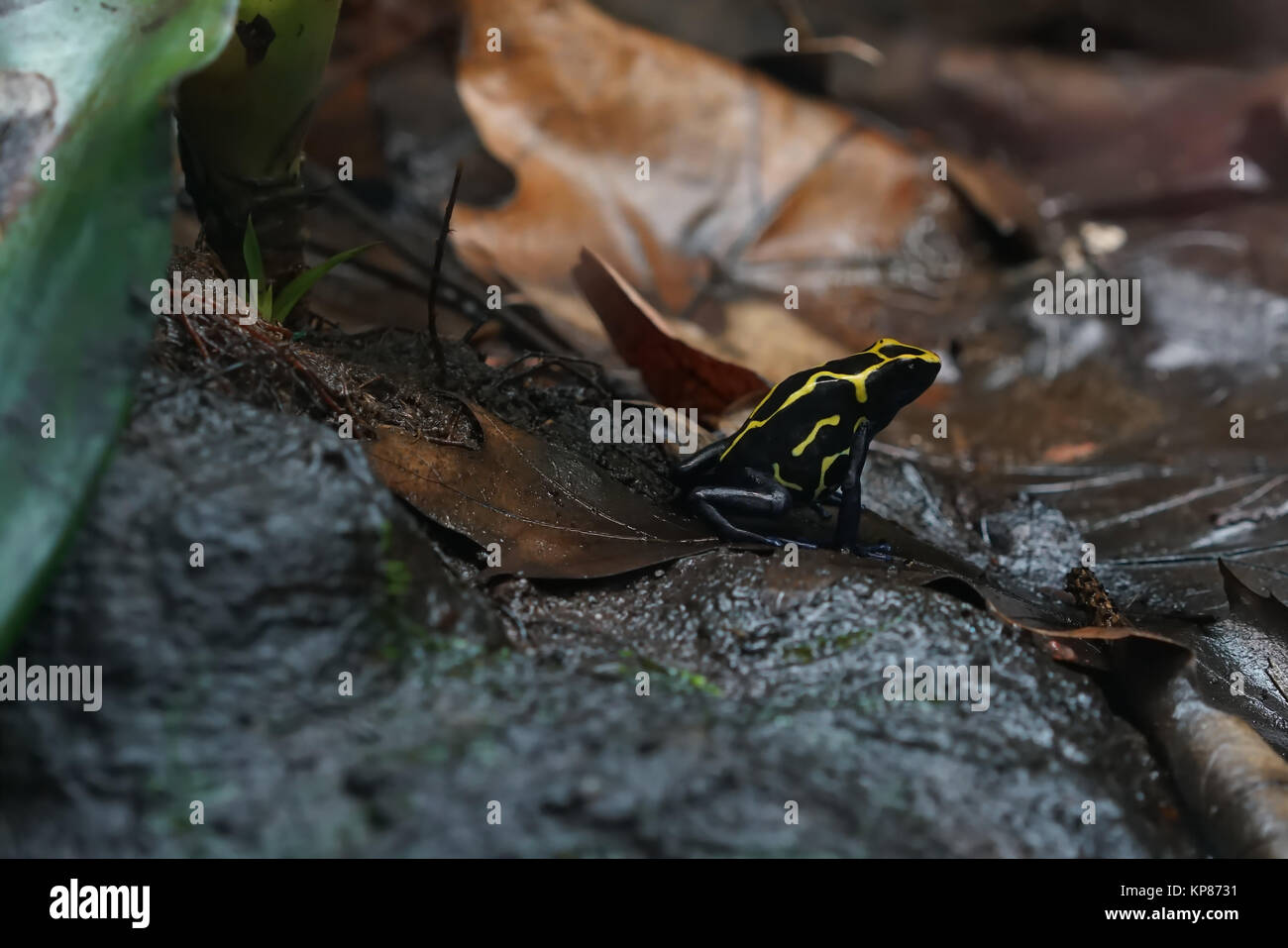 Flèche poison grenouille après la pluie sur le plancher de la forêt Banque D'Images