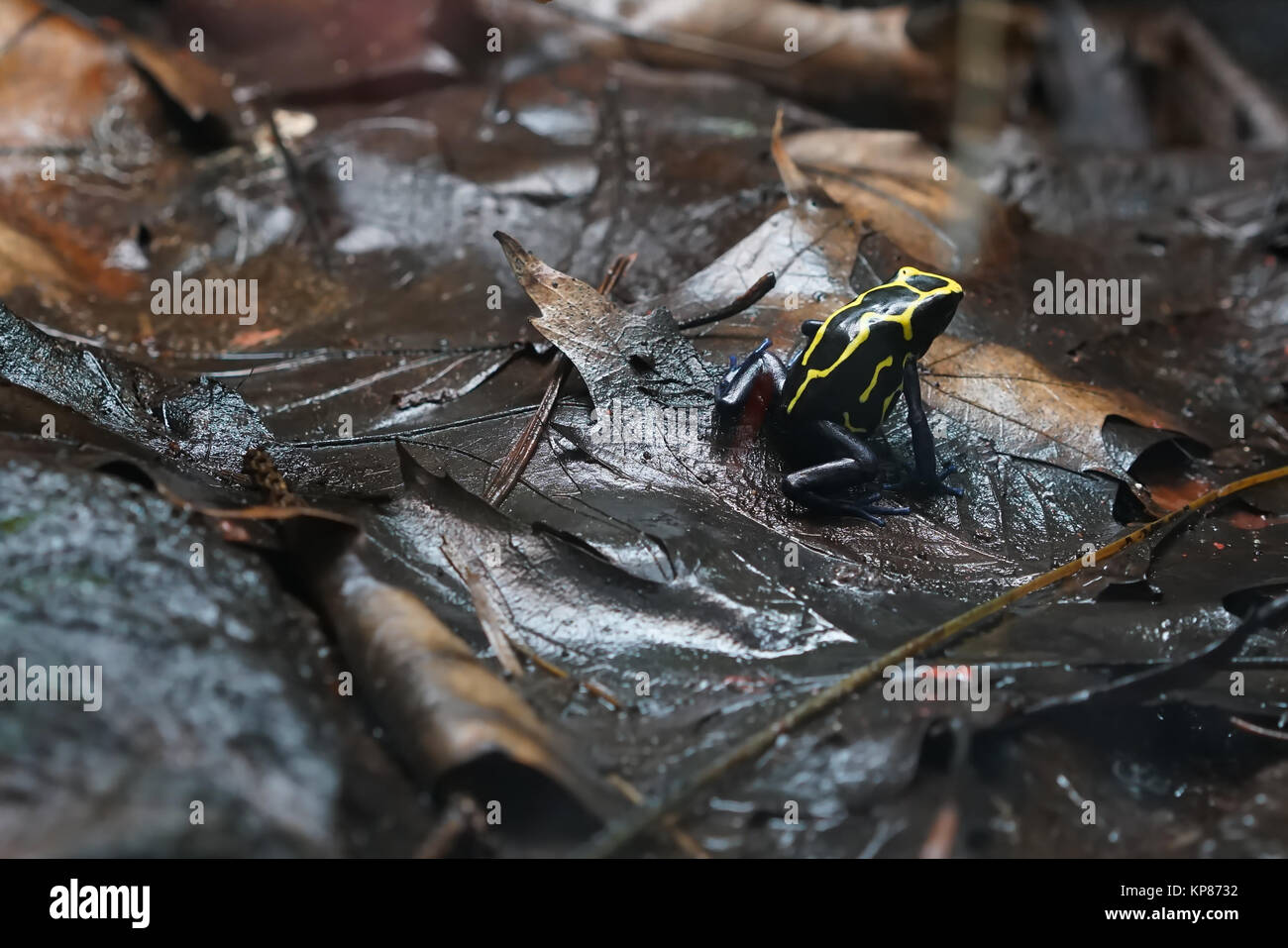Flèche poison grenouille après la pluie sur le plancher de la forêt Banque D'Images