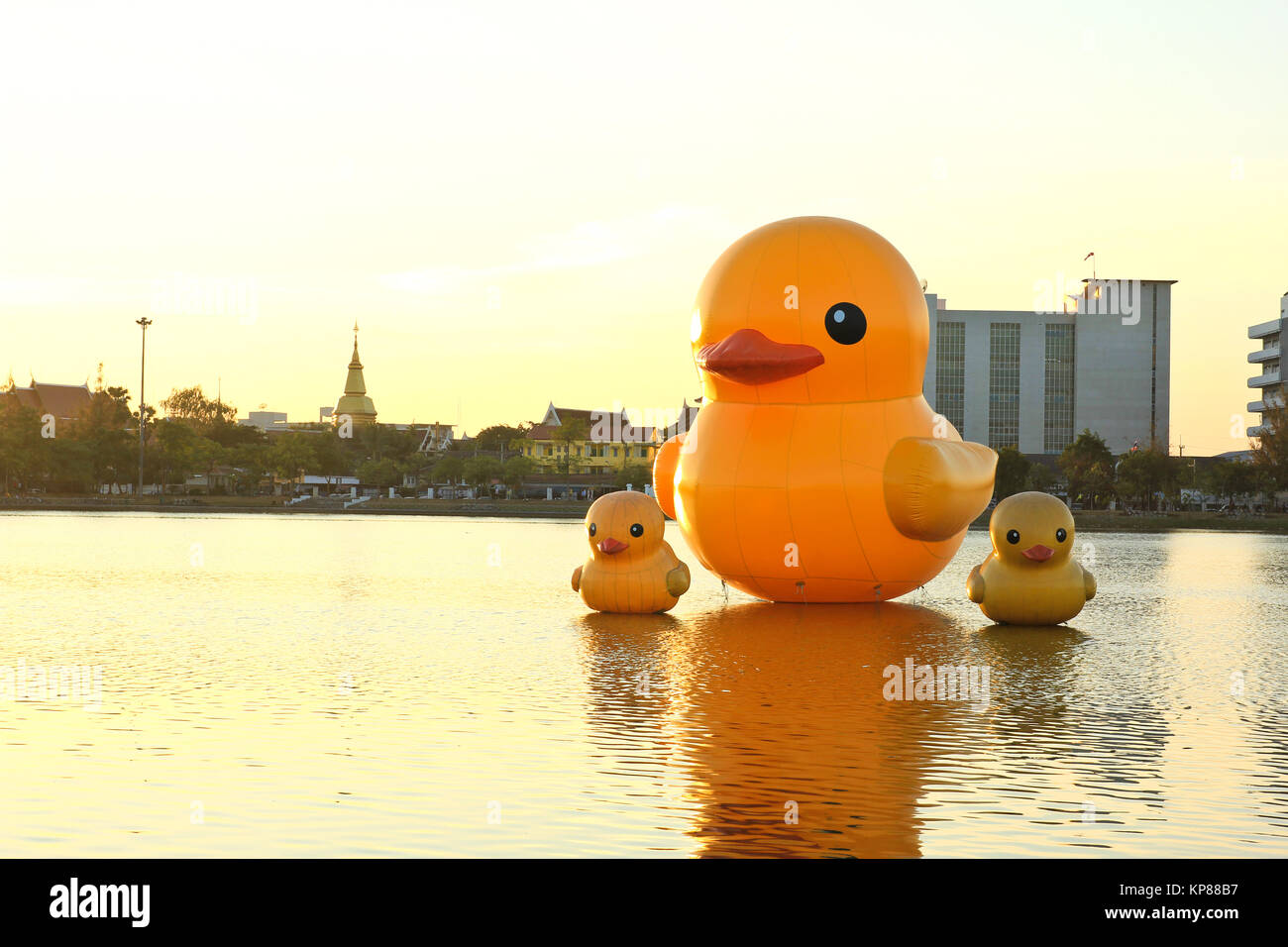 Le canard jaune est le plus populaire pour voir des photos. Le parc des grandes provinces est célèbre au coucher du soleil,Thaïlande Udonthani ,. Banque D'Images