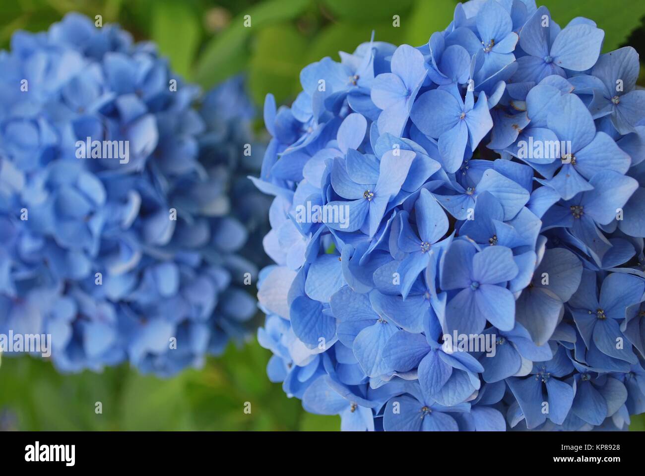 Hortensias colorés en pleine floraison, symbolisant le printemps ou été, pureté, beauté et d'autres concepts abstraits. Prises au Japon. Banque D'Images