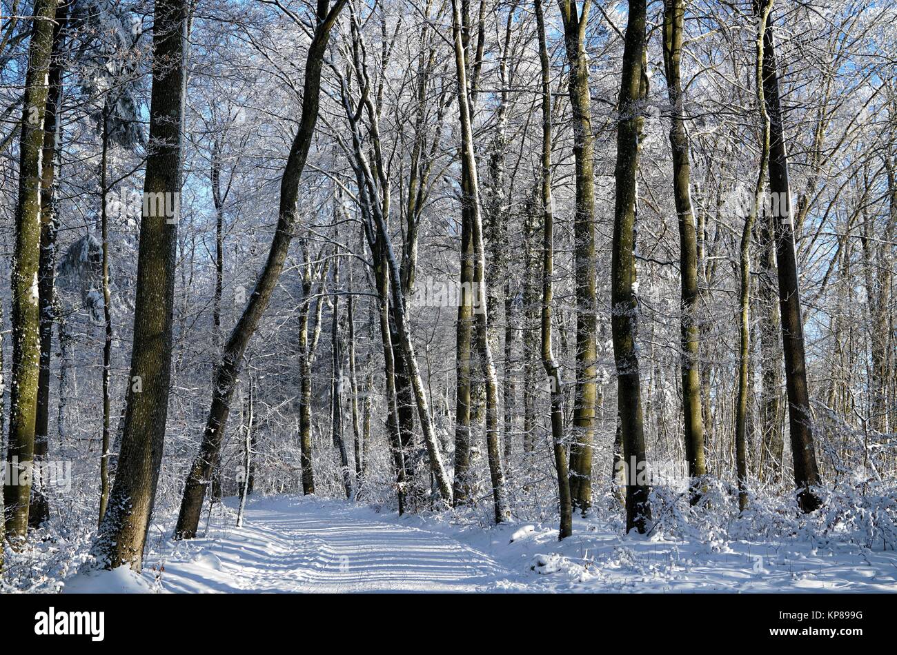 En hiver forêt 1 Banque D'Images