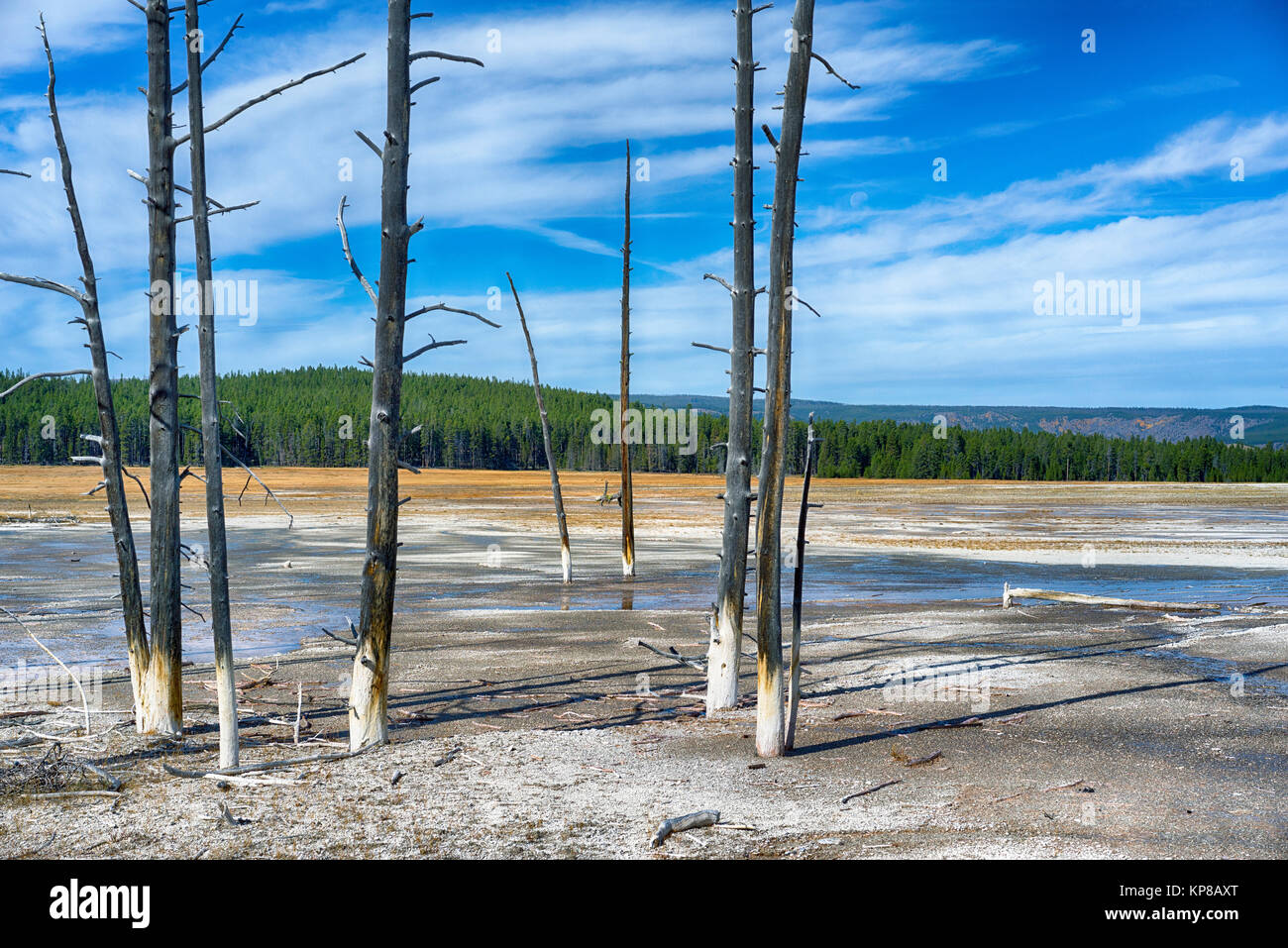 Sapins morts dans la zone thermique Yellowstone, Upper Geyser Basin. Le Parc National de Yellowstone, Wyoming, USA Banque D'Images