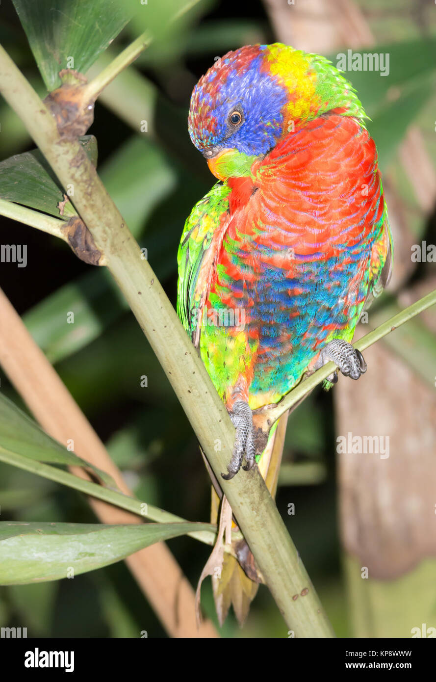 Coconut lorikeet parrot Banque D'Images