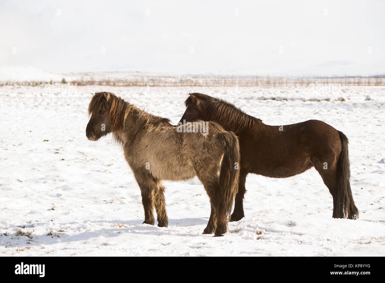 Deux chevaux Islandais sur une prairie en hiver Banque D'Images