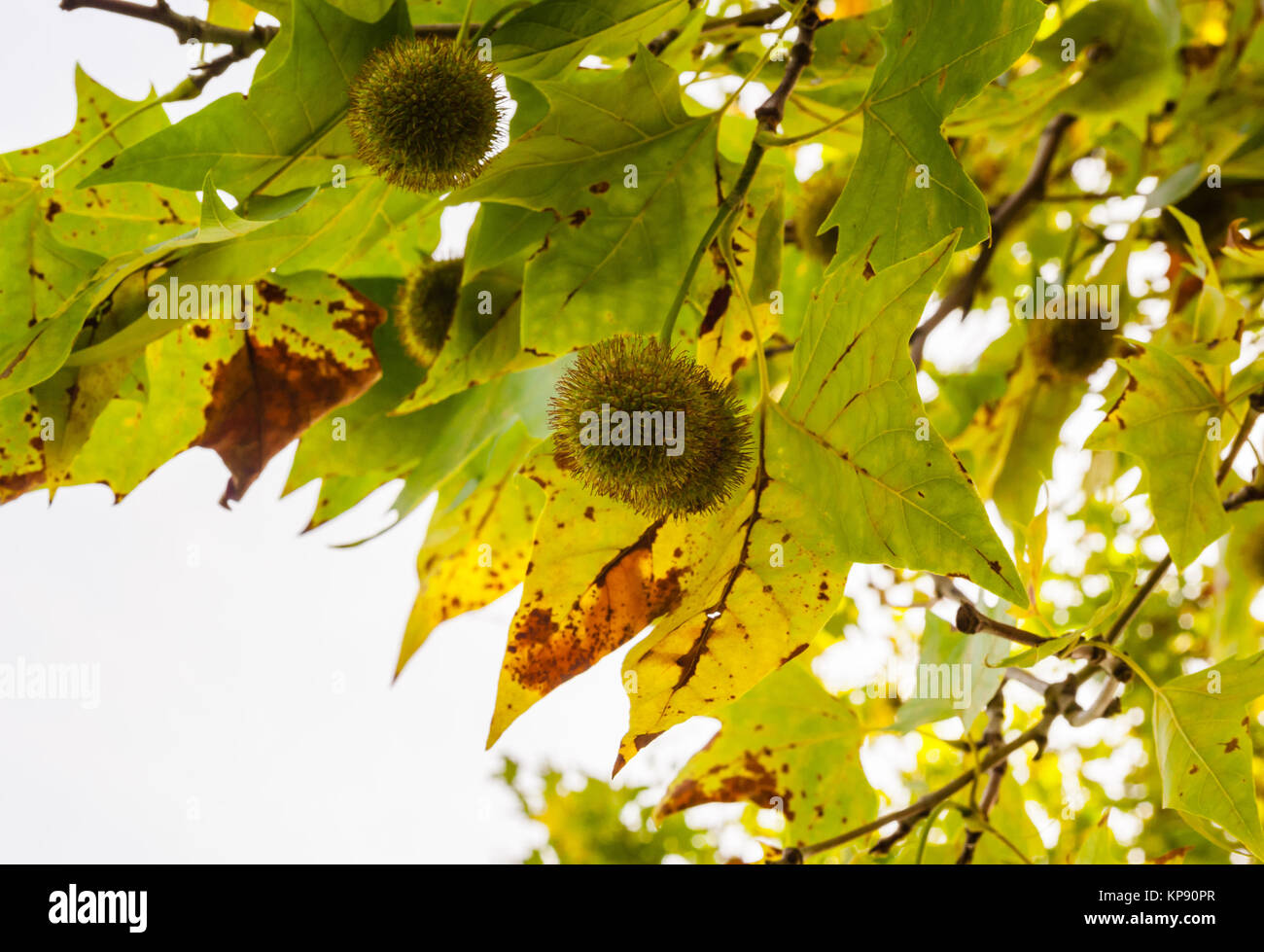 Marrons vert piquantes entre les feuilles sur les branches Banque D'Images