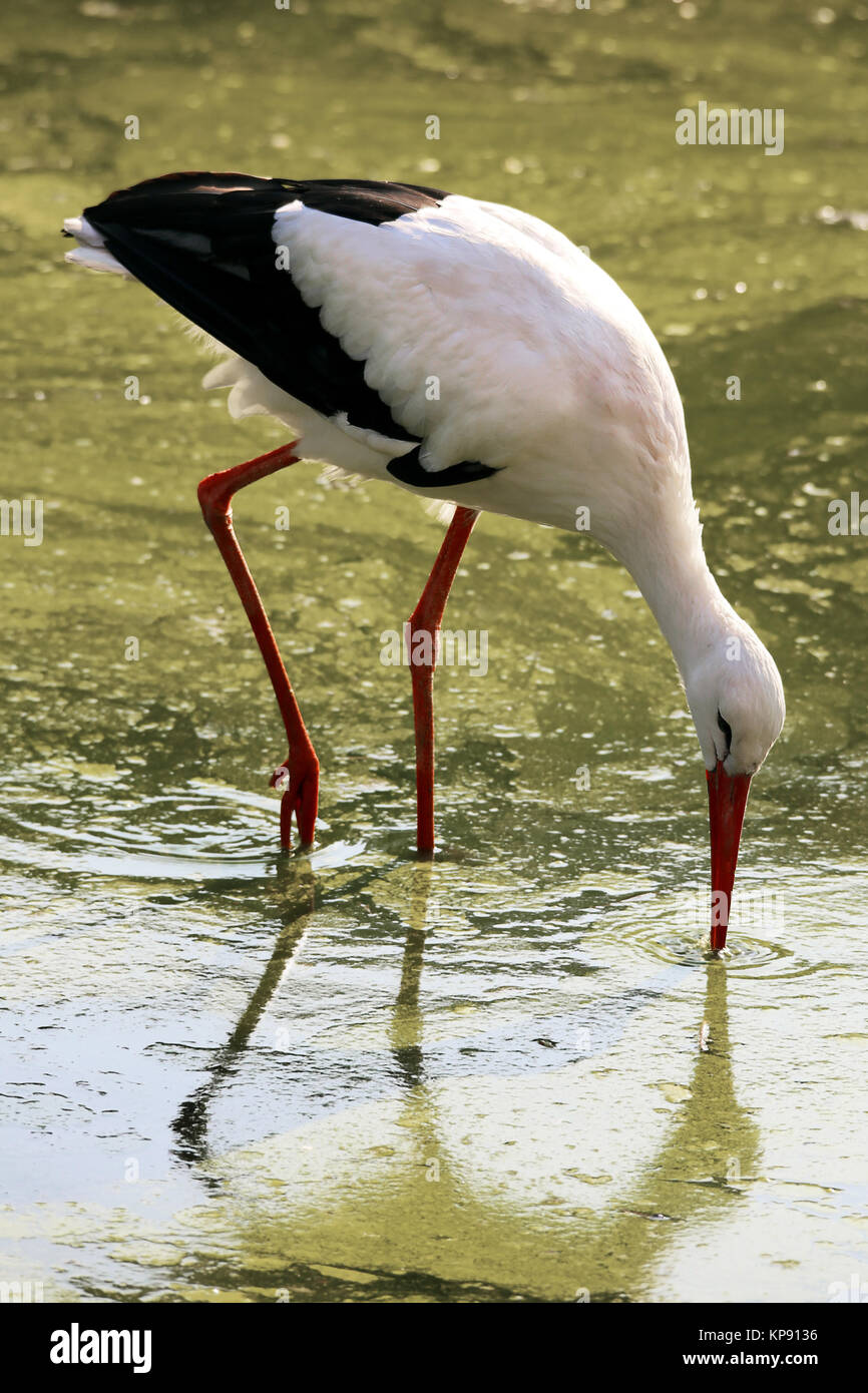 Cigogne blanche à la recherche de nourriture Banque D'Images