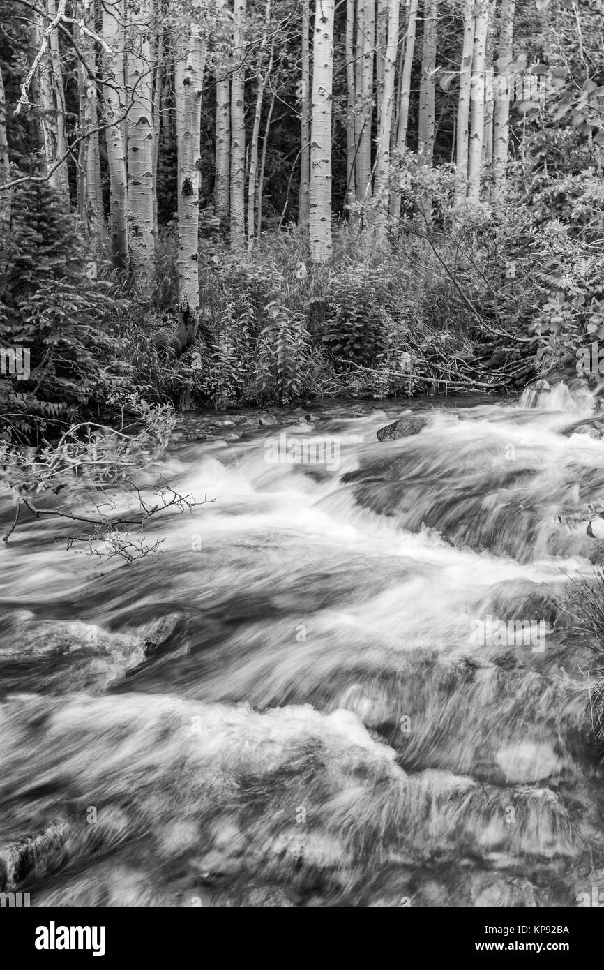 Un petit stand de trembles par Glacier Creek dans le Parc National des Montagnes Rocheuses, au Colorado Banque D'Images
