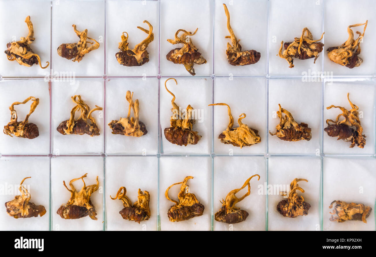 Cordyceps sinensis Ophiocordyceps sain ou ver à soie sur des plantes Banque D'Images