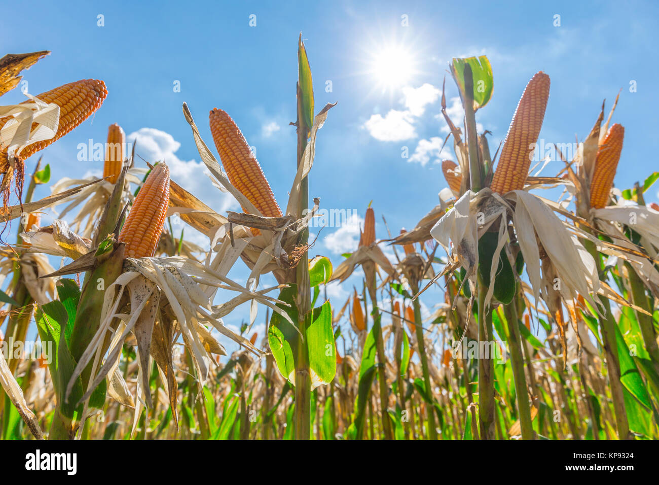 Maïs doux ferme à sec la récolte sur ciel bleu journée ensoleillée Banque D'Images