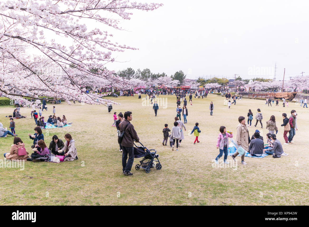 Les Japonais appréciant les cerisiers en fleurs au printemps dans un parc. Banque D'Images