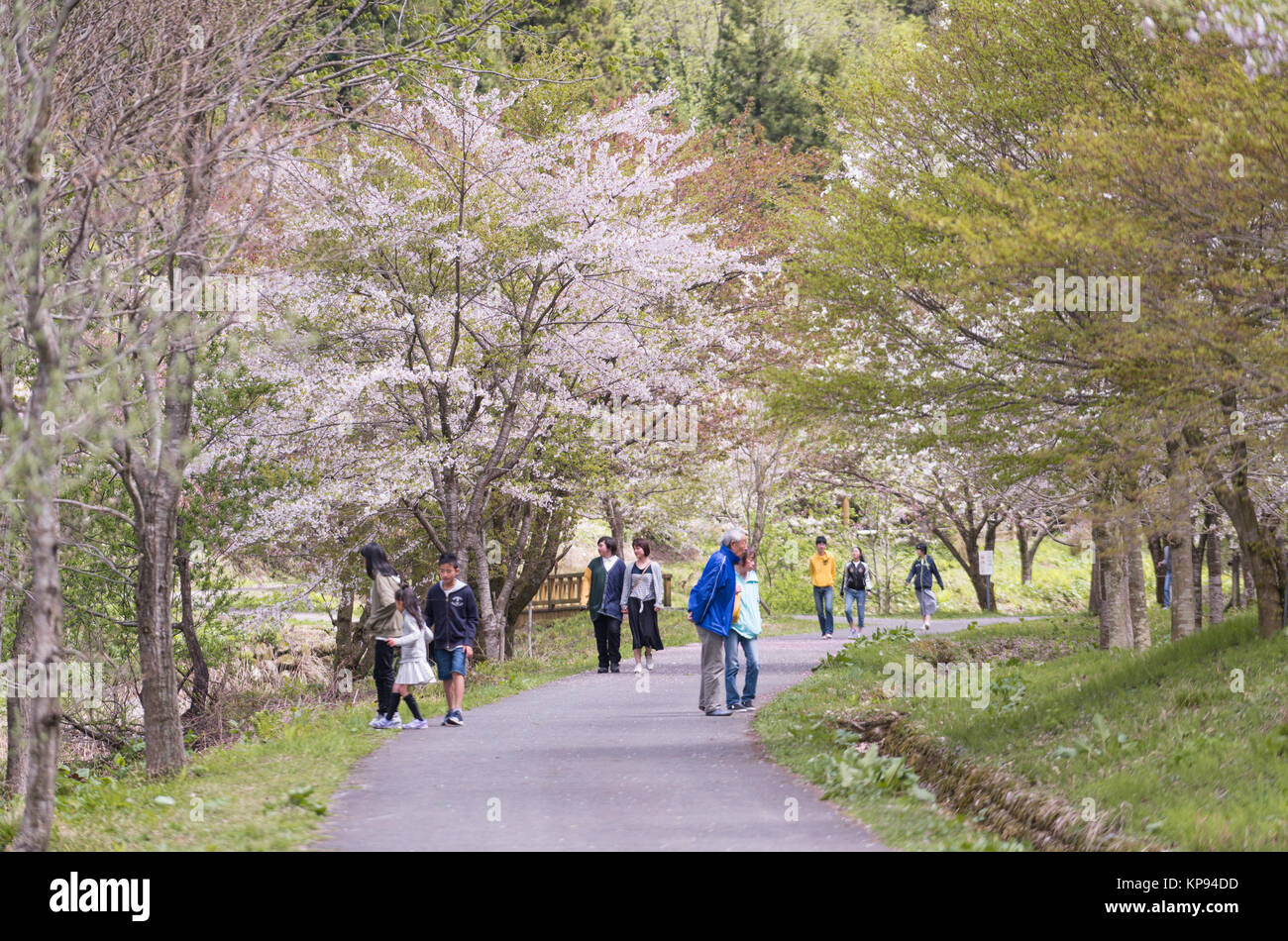 Les Japonais appréciant les cerisiers en fleurs au printemps dans un parc. Banque D'Images