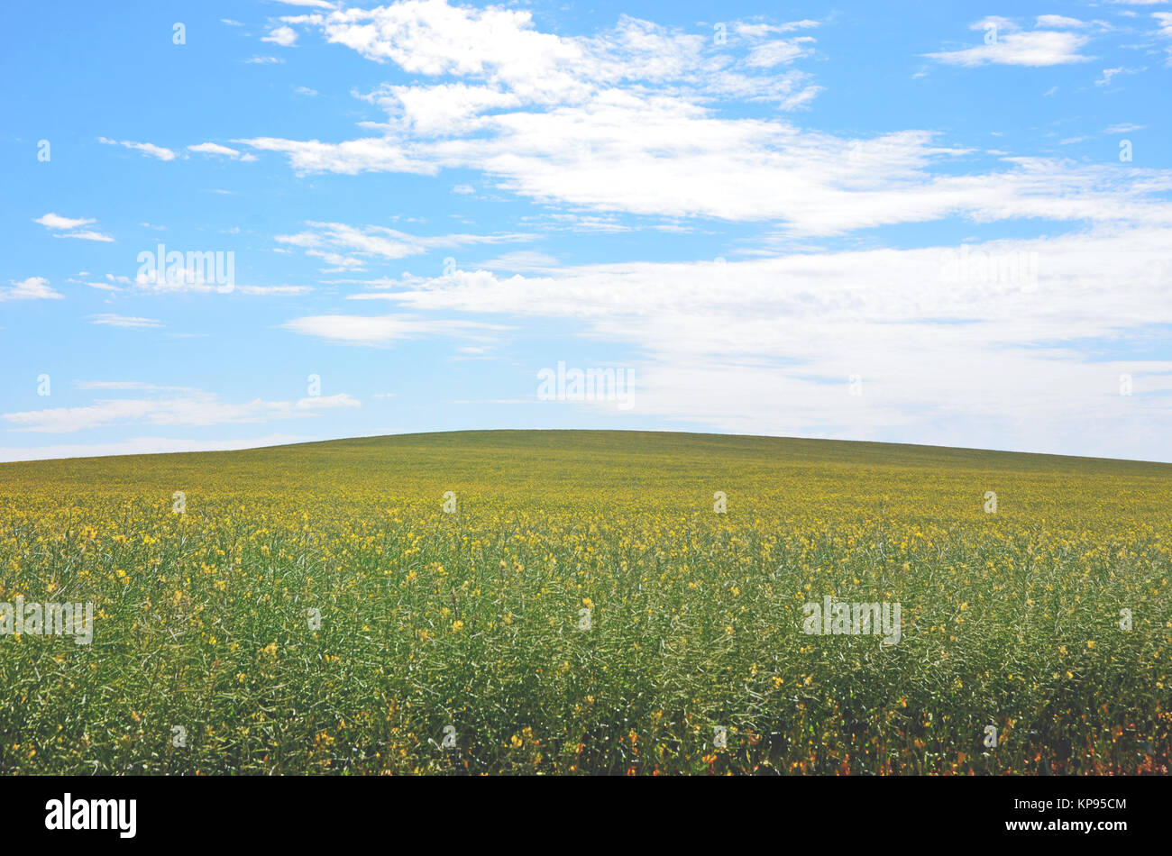 Pré des fleurs de colza jaune sous un ciel bleu dans le NSW, Australie campagne. Contexte Au printemps et en été. Banque D'Images